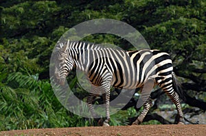 Ambling Zebra