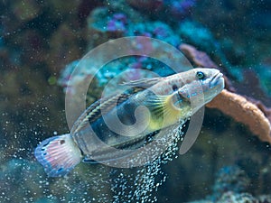 Amblygobius phalaena - Banded goby