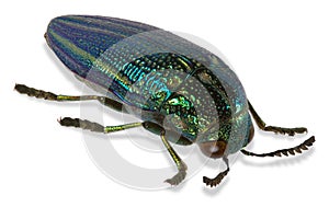 Amblysterna natalensis, jewel beetle from Africa photo