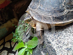 Amboina Box Turtle