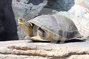 An Amboina Box Turtle or Southeast Asian Box Turtle is basking on a rock by the river. photo