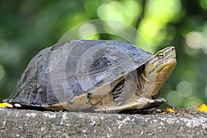 An Amboina Box Turtle or Southeast Asian Box Turtle is basking on a rock by the river. photo