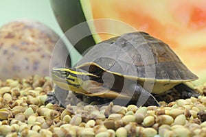 An Amboina Box Turtle or Southeast Asian Box Turtle is basking before starting his daily activities. photo