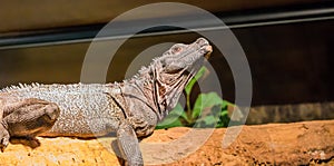 Amboina sail fin lizard head in closeup, iguana laying on a branch, tropical reptile from indonesia