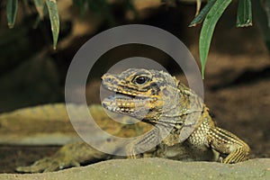 Amboina sail finned lizard