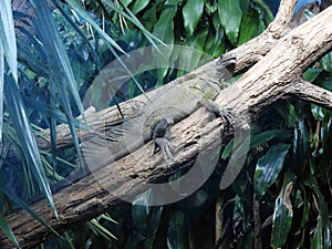 Amboina sail-finned lizard  closeup 13