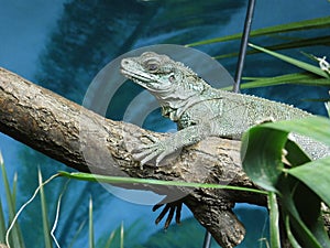 Amboina sail-finned lizard  closeup 17