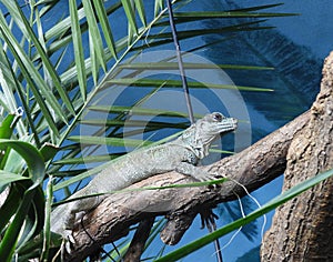 Amboina sail-finned lizard  closeup 18