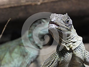 Amboina sail-finned lizard  closeup 24