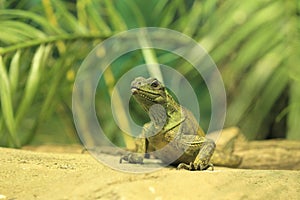 Amboina Sail finned lizard