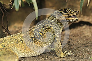 Amboina sailfin lizard