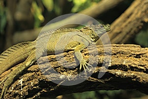 Amboina sailfin lizard