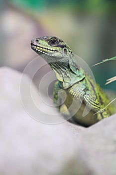 Amboina sailfin lizard