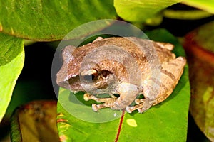 Amboli Bush Frog - Pseudophilautus amboli, Anshi Tiger reserve