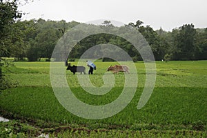 Farmers At Amboli ghat rainy season hill station  maharashtra india asia photo