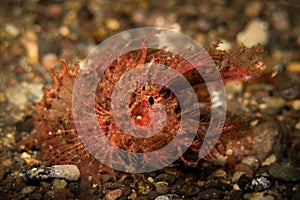 Ambon Scorpion Fish