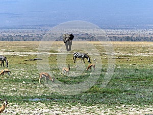 Amboseli