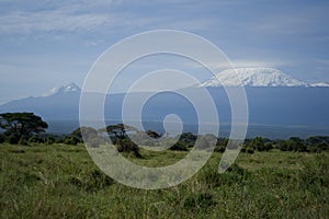 Amboseli - Big Five Safari -Kilimanjaro African bush elephant Loxodonta africana