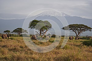 Amboseli - Big Five Safari -Kilimanjaro African bush elephant Loxodonta africana