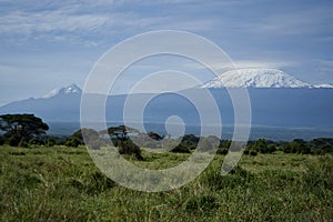 Amboseli - Big Five Safari -Kilimanjaro African bush elephant Loxodonta africana