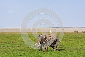 Amboseli are elephants country . Elephant and heron. Kenya, Africa