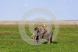 Amboseli are elephants country . Kenya.