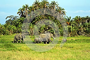 Amboseli elephants