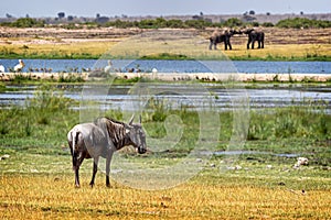 Amboseli Kenya Africa Marsh Scene