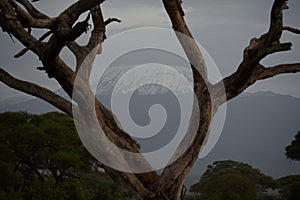 Amboseli Kilimanjaro African Tree Elephants Safari Kenya