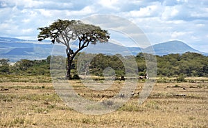 Amboseli National Park