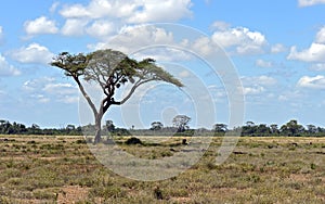 Amboseli National Park