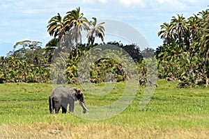 Amboseli National Park