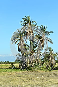 Amboseli National Park