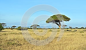 Amboseli National Park