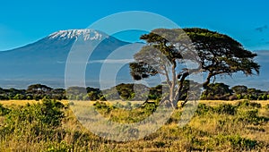 Amboseli National Park