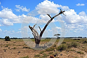 Amboseli National Park