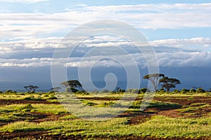 Amboseli National Park photo