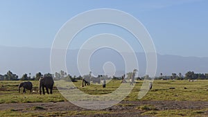 Amboseli national park, next to MT. Kilimanjaro