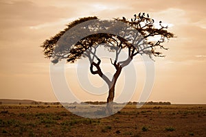 Amboseli national park