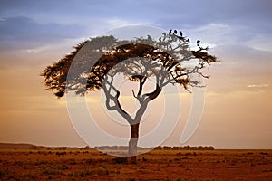 Amboseli national park