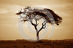 Amboseli national park