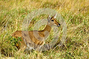Amboseli - Northern Reedbuck