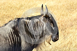 Amboseli - PakÅ¯Åˆ Å¾Ã­han