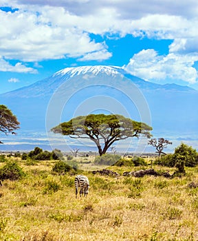 Amboseli park, desert acacia