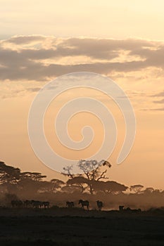 Amboseli Sunset