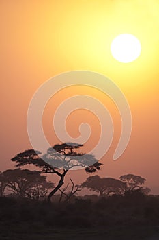 Amboseli Sunset