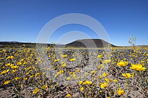 Amboy Crater in Spring