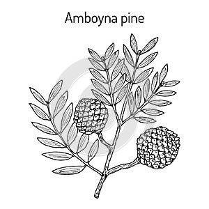 Amboyna pine agathis dammara , medicinal plant photo