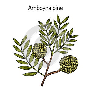 Amboyna pine fern agathis dammara , medicinal plant. photo