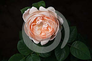 Ambridge Rose, flower, green leaves, single, black background